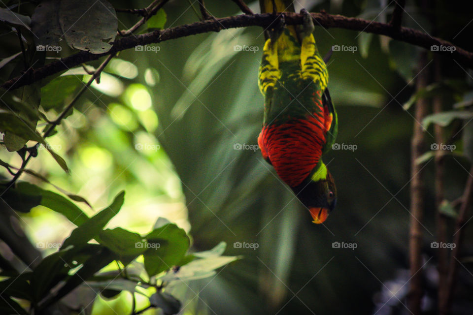 Exotic parrots of Papua N