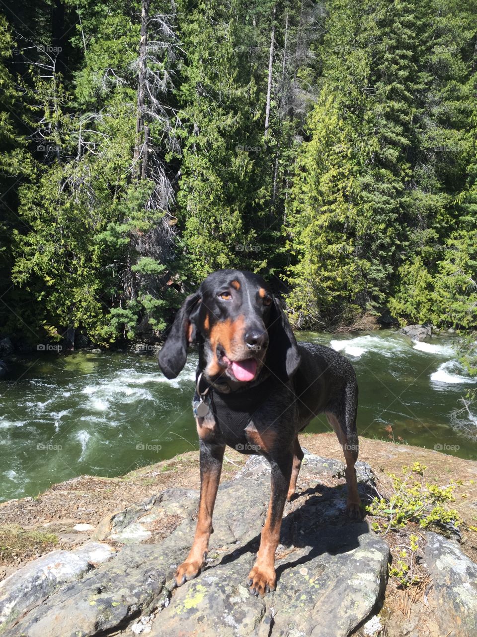 Hound and the River