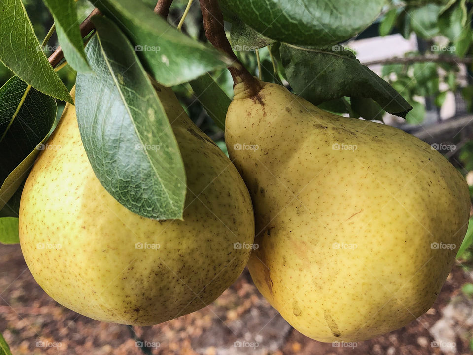 A pair of pears