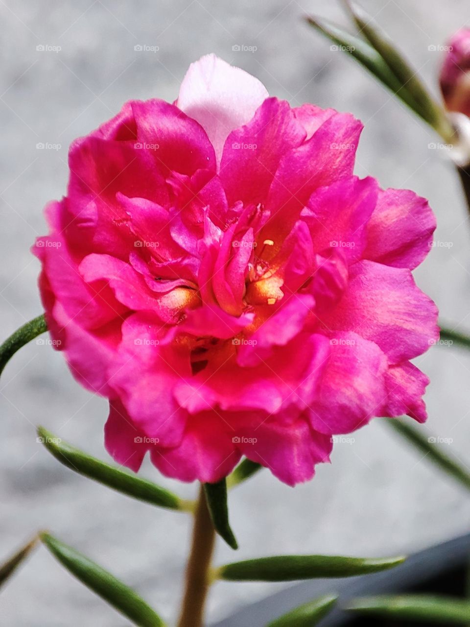 Magenta portulaca with grey background