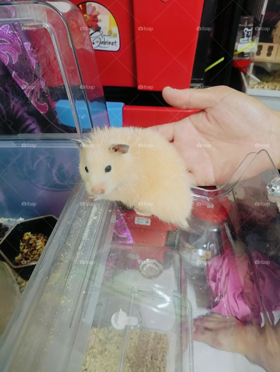 hamster
