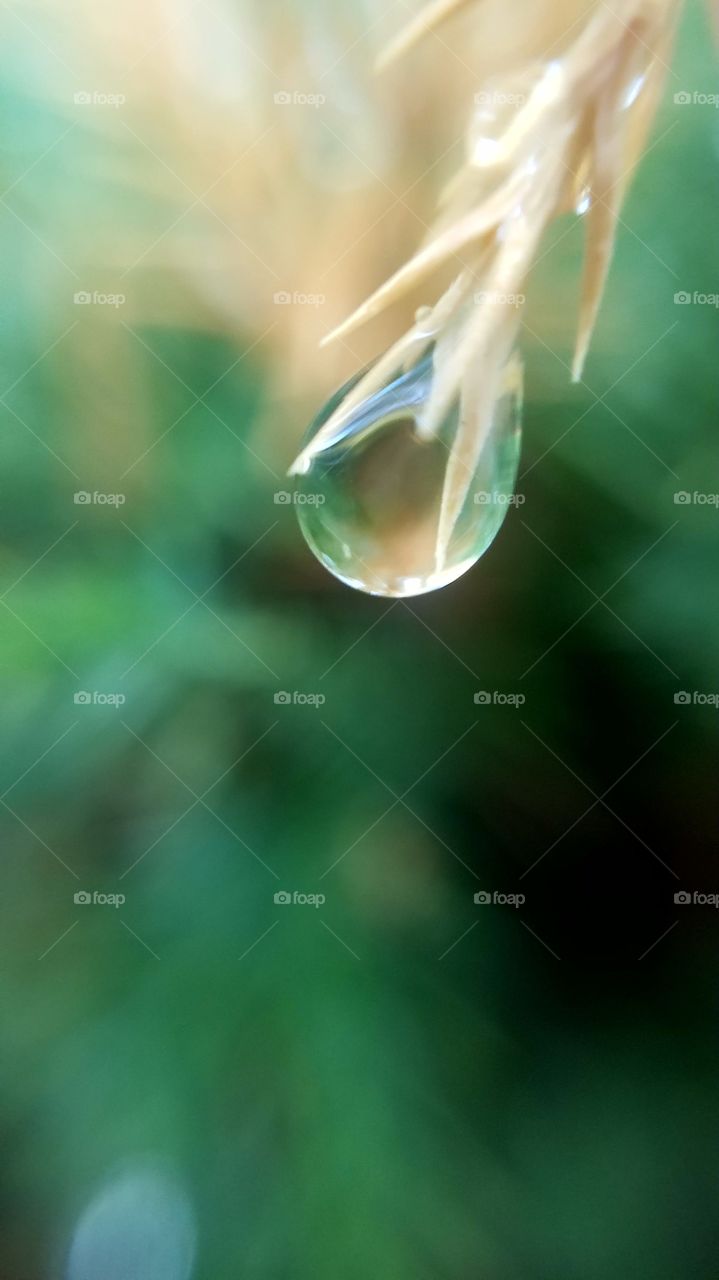 Closeup Water Drop