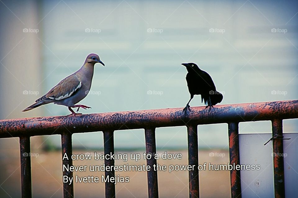Crow vs Dove: The Power of Humbleness