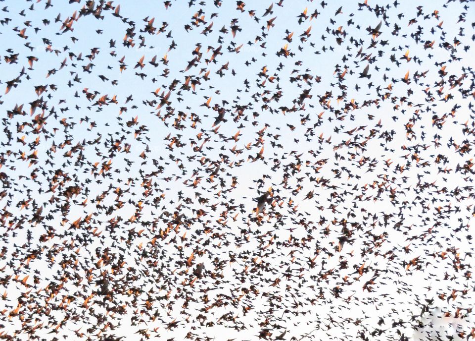 flock of springtime birds