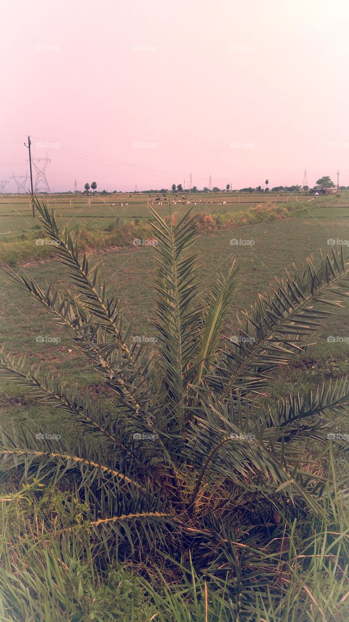 UP Result Chakia Chandauli