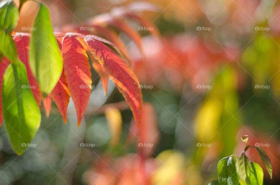 Autumn Leaves