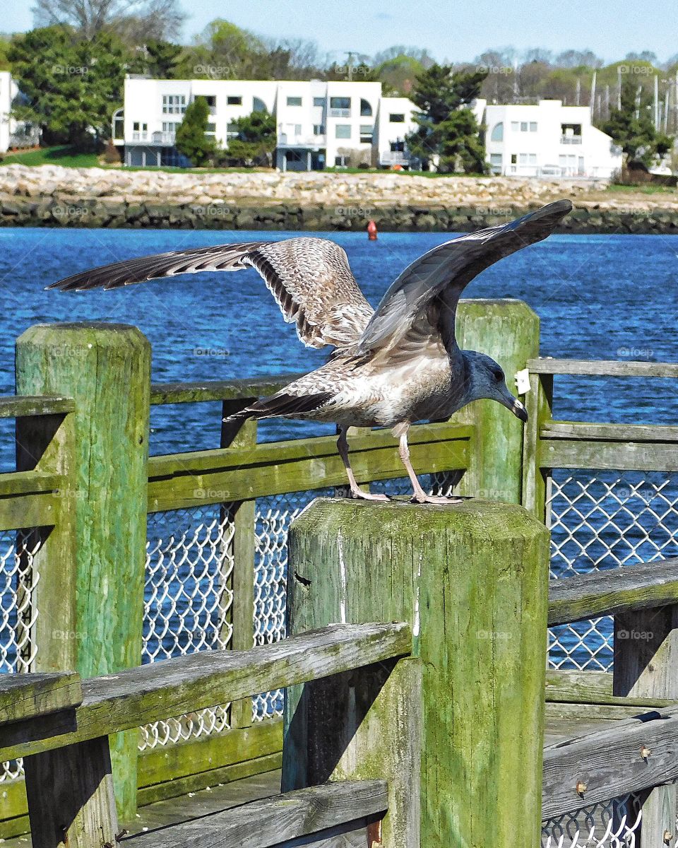 Seagull at Gulf Beach 