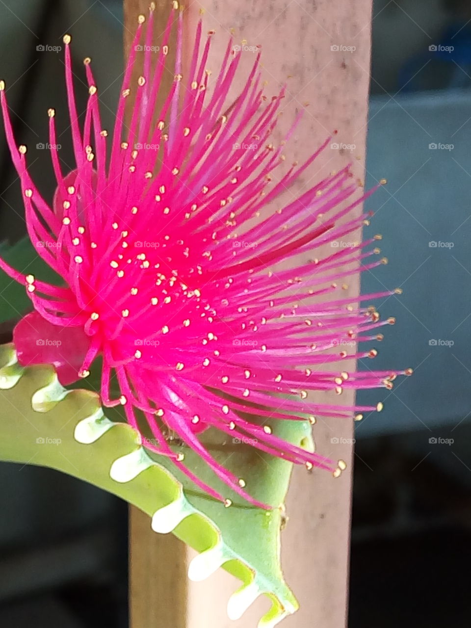 passion pink blossoms