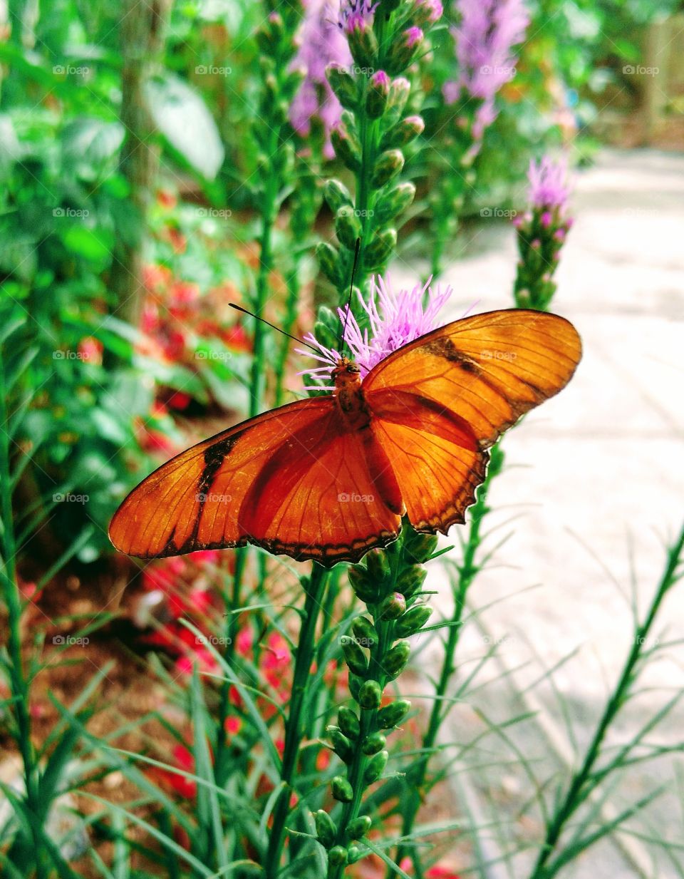 Orange butterfly on a plant