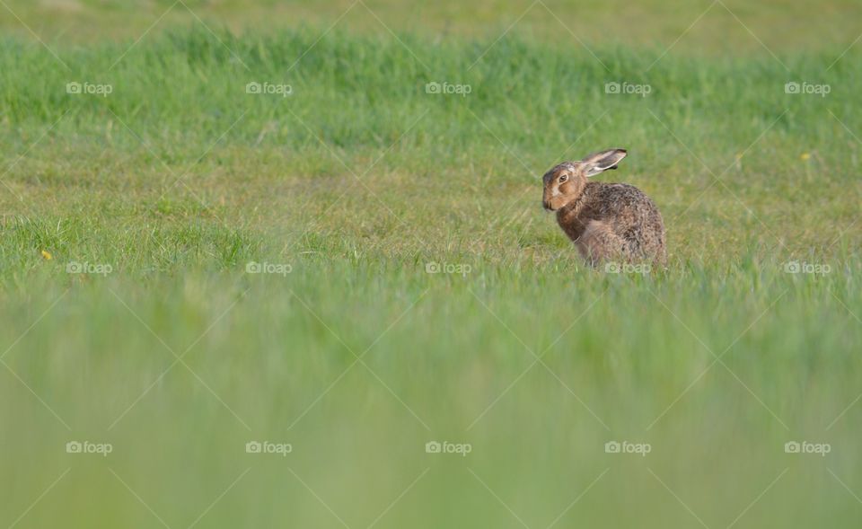 Wild hare