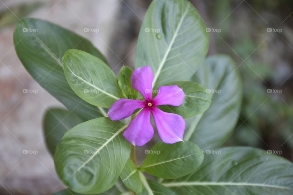 Nayantara flower