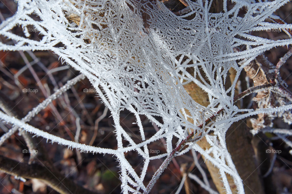 ice spiderweb cobweb in winter