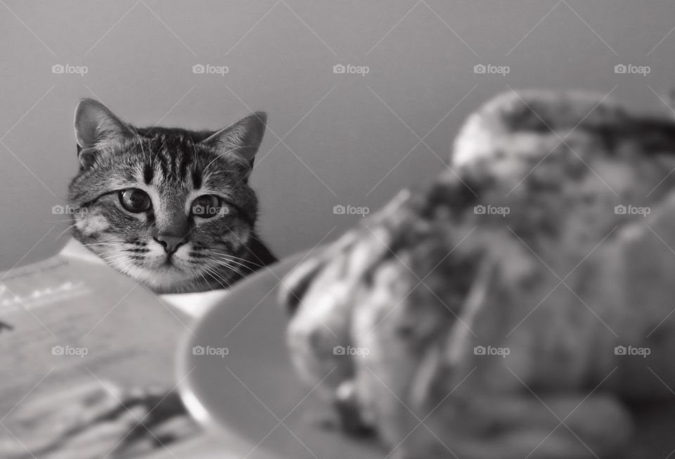 Cute cat is looking at the chicken
