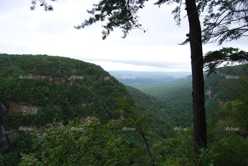 Mountain Range in the Forest