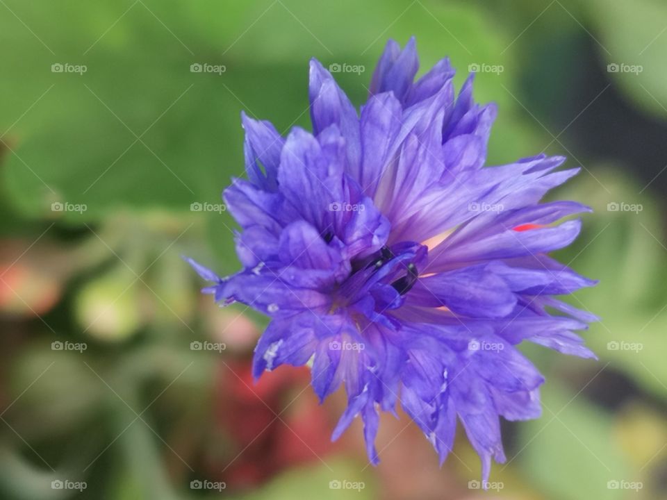 purple flower head
