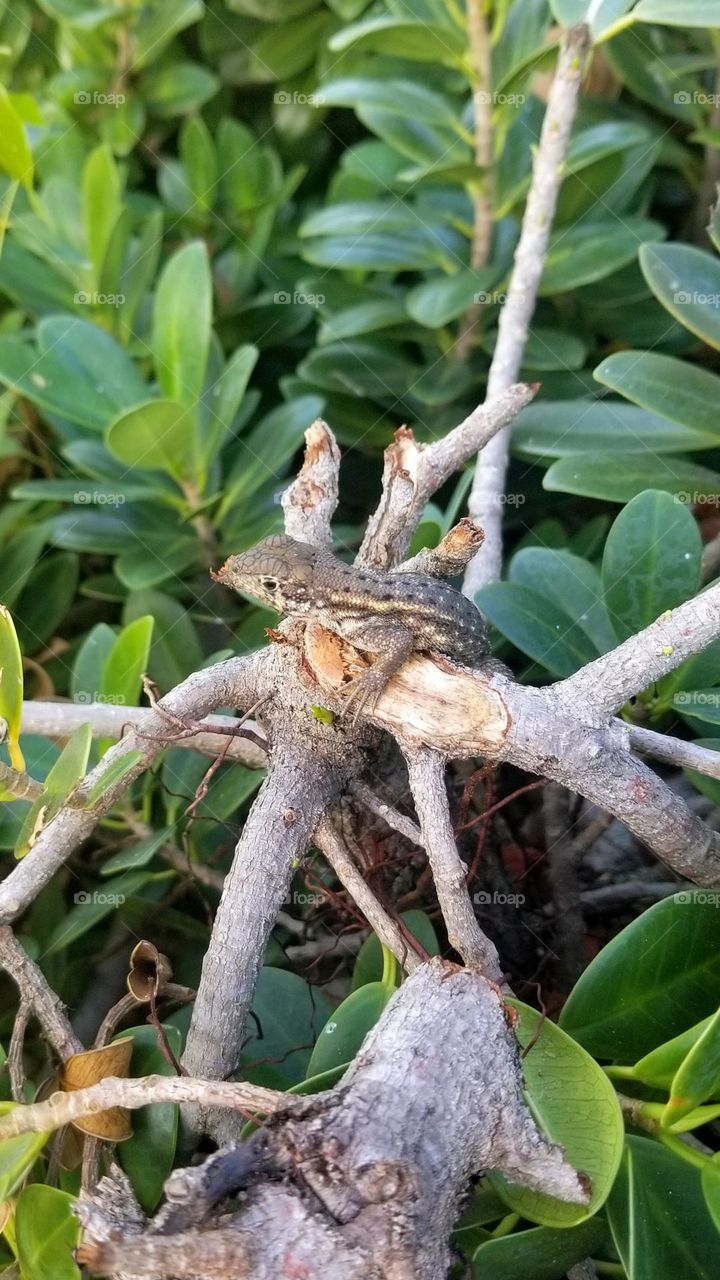 Lizard on a branch