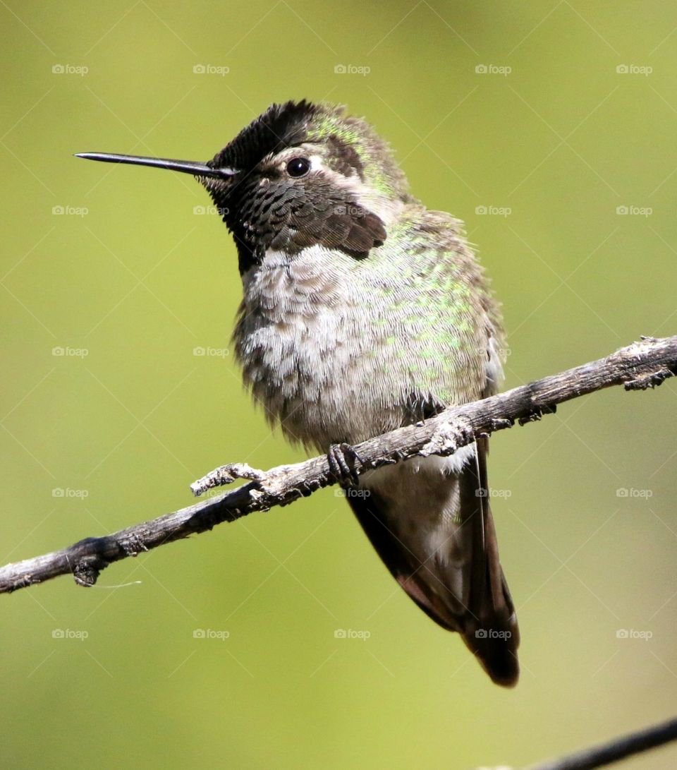 Hummingbird on a Branch