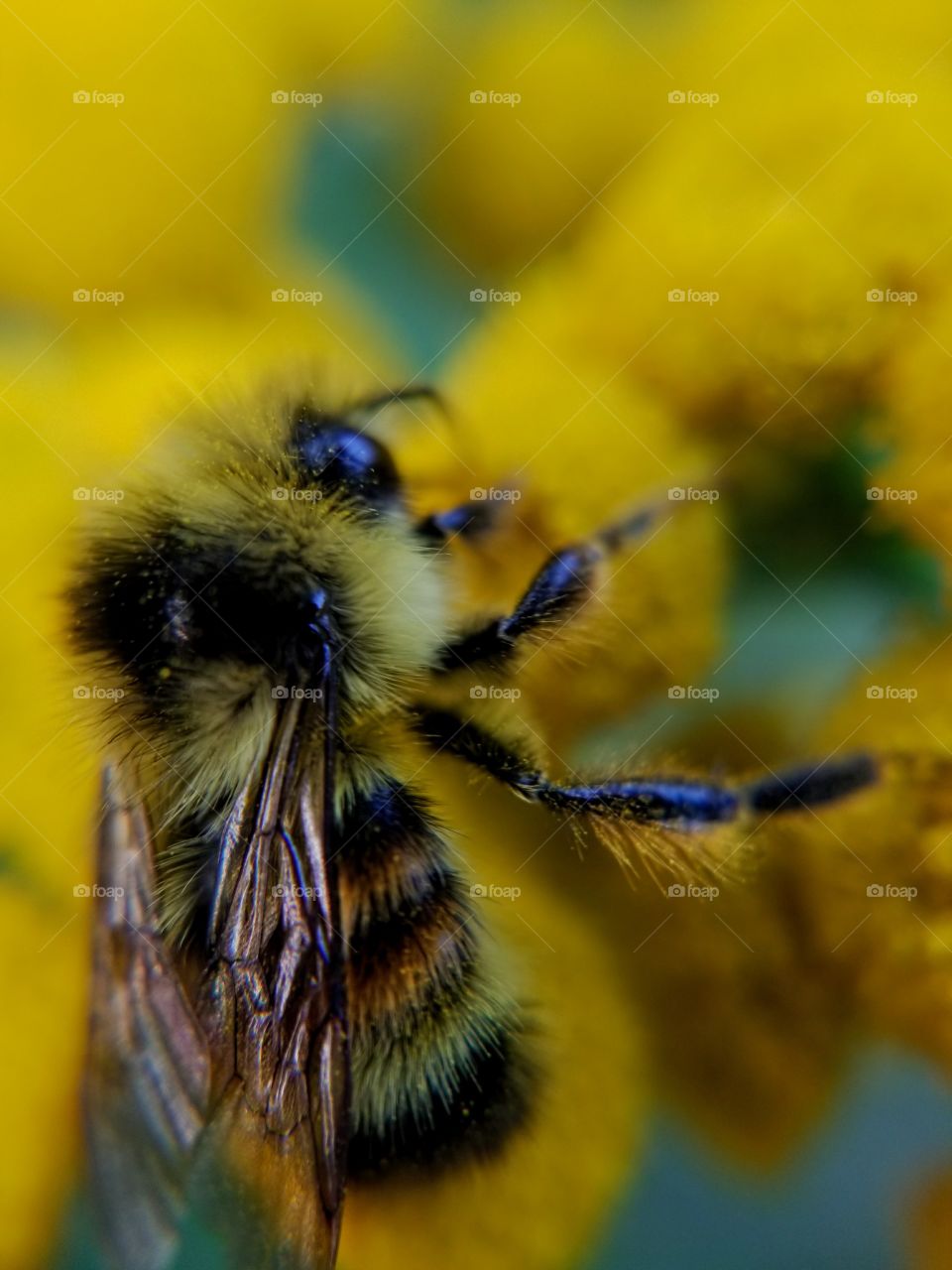 macro bumblebee 1