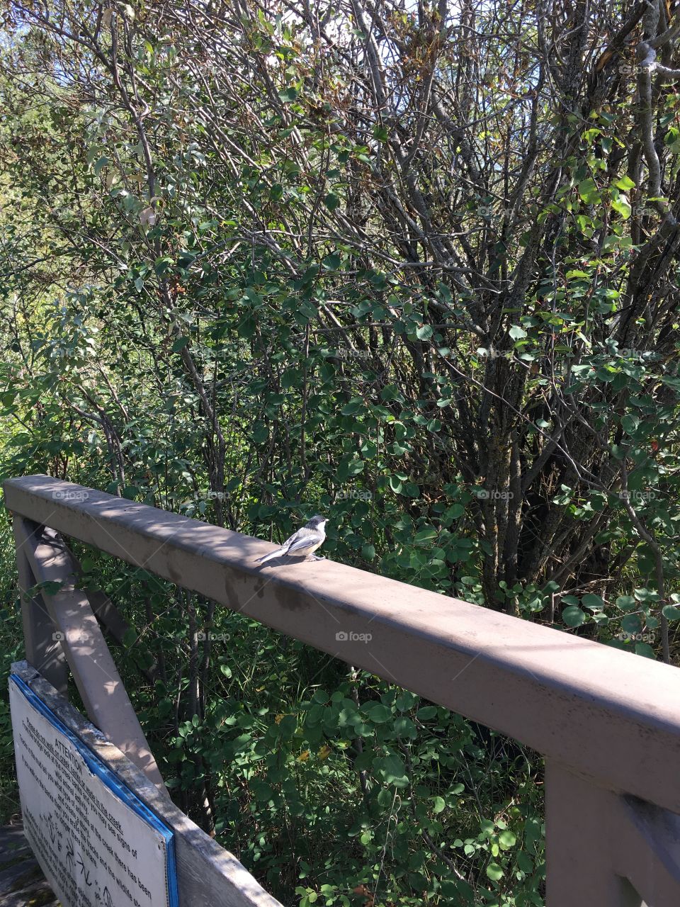 Tree, Wood, Nature, No Person, Outdoors