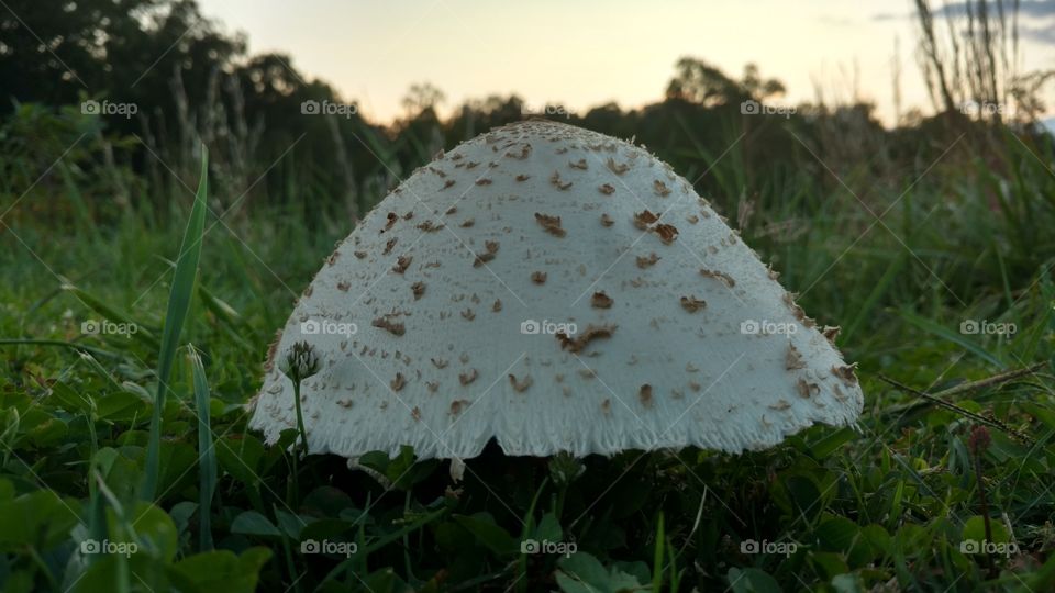 Grass, Nature, Mushroom, Food, Wood