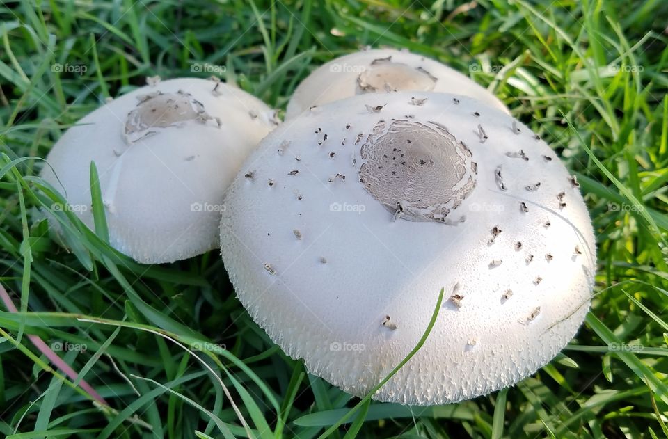 Toadstools