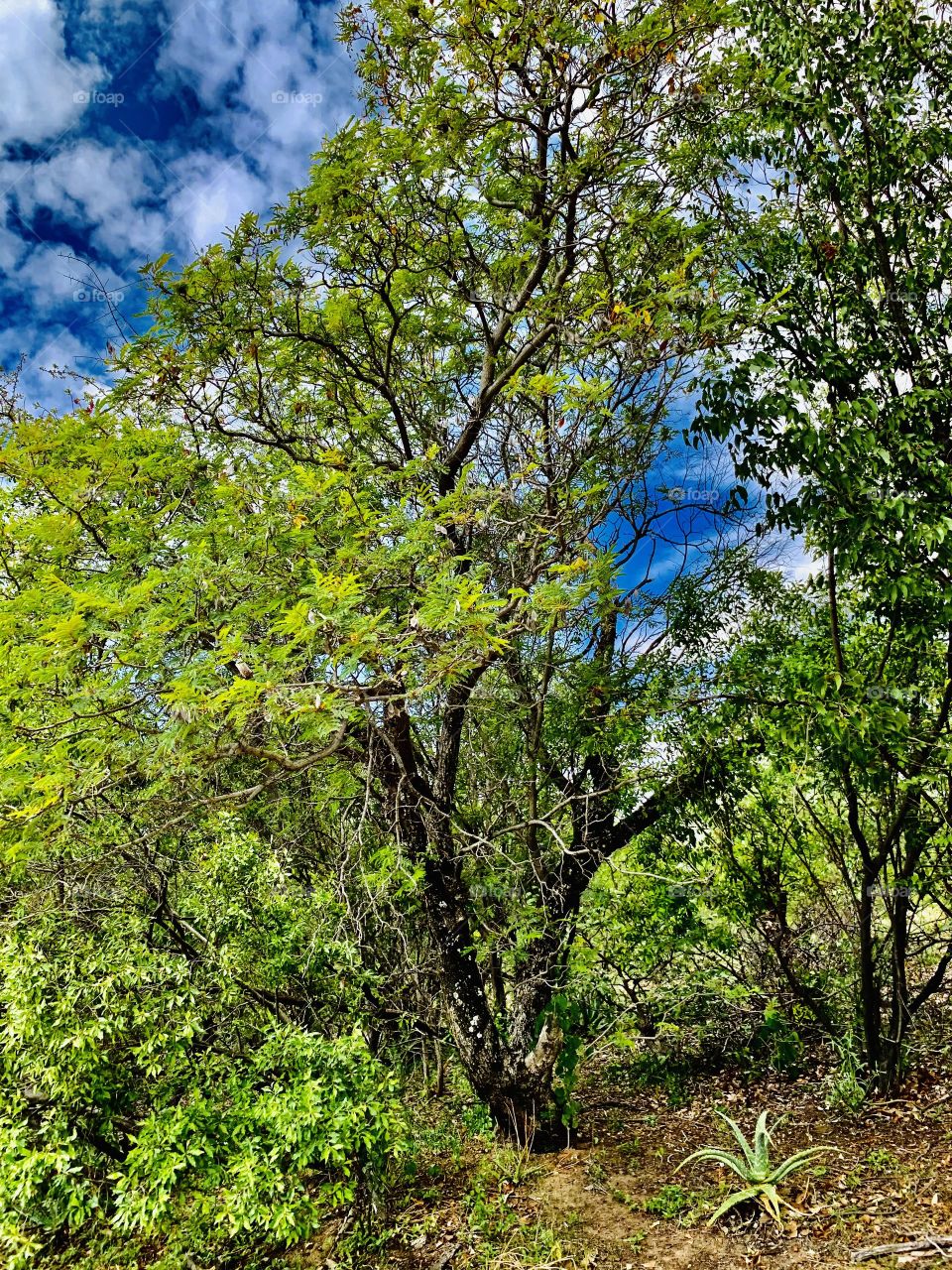 I found this wild beautiful tree as I walk through the woods in our farmyard. It’s is green and distinctive from others. 