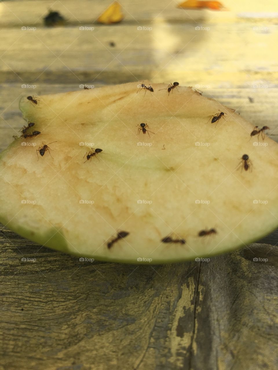 Ants working on an apple 🐜 