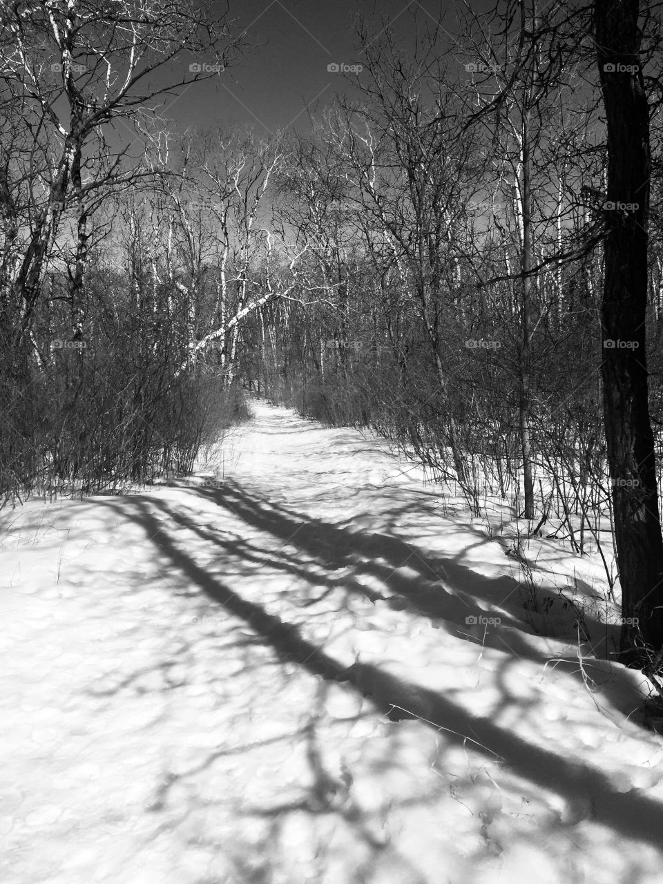 Winter trail 