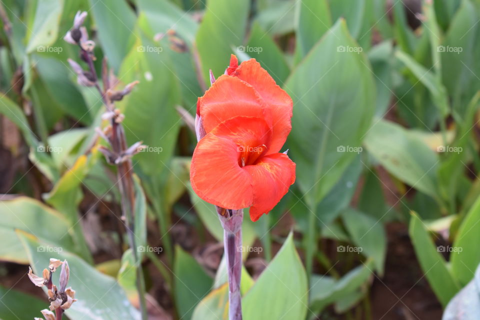 red canna lily in Rock Garden Nerul India. Photo taken by April 18,2018 at 18.29
