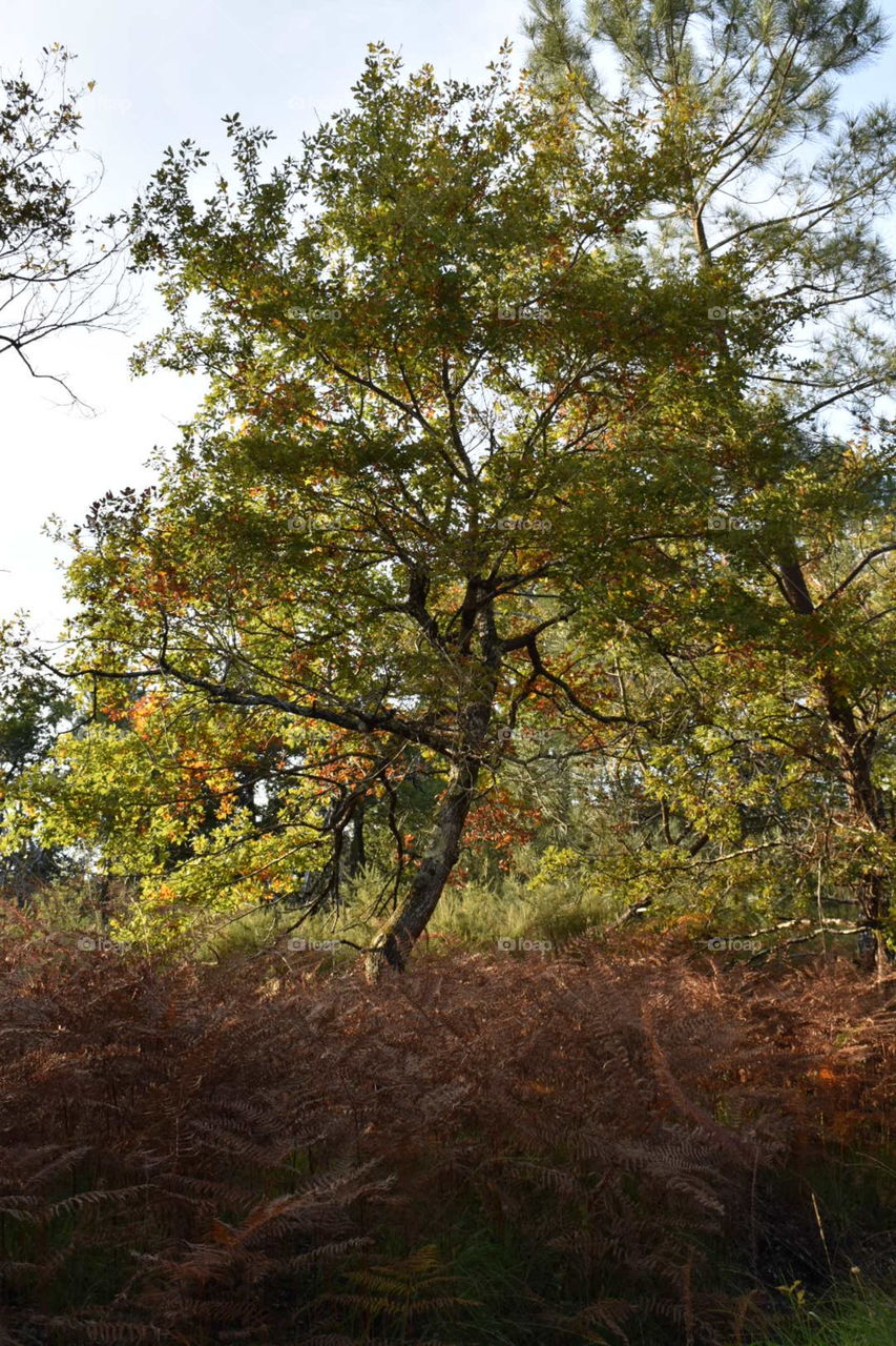 Oak tree in the autumn d’un