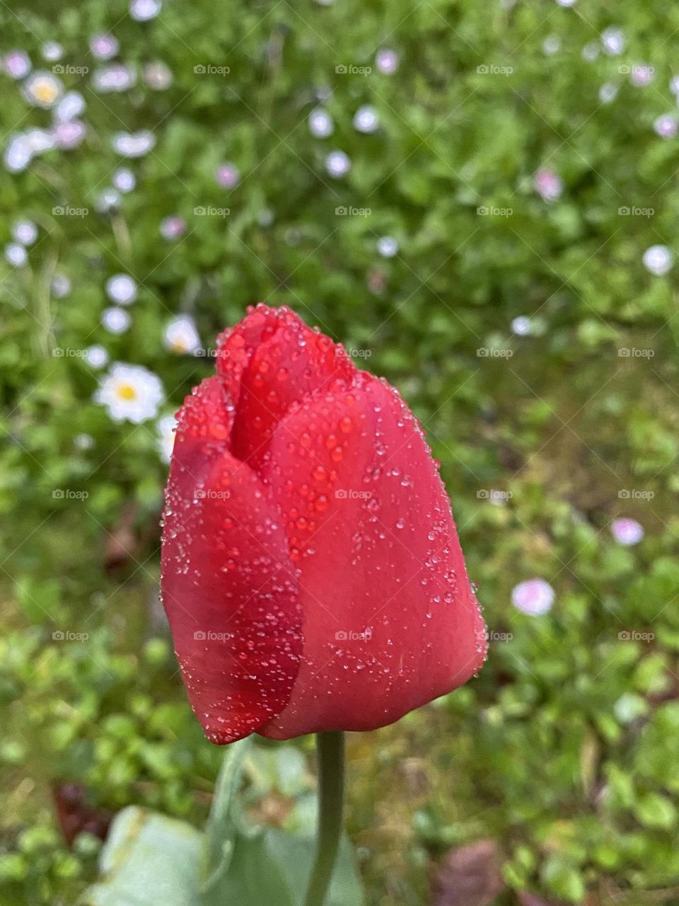 Raindrops on a tulip 