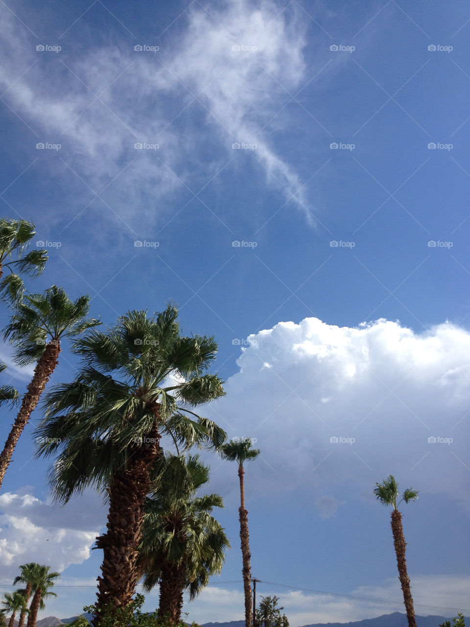 sky blue palm clouds by davidi92260