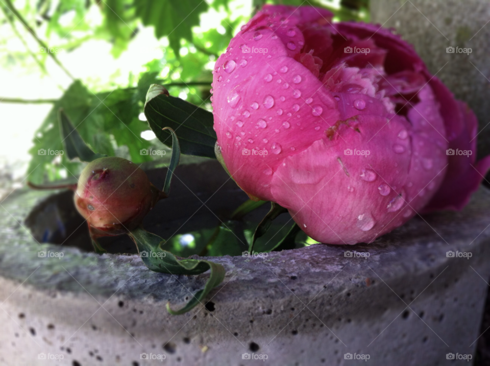 pink flower summer water by Jennie