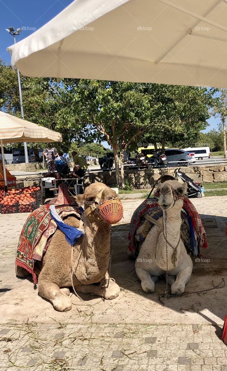 На фотографии два верблюда. Их глаза отражают усталость и жажду в условиях палящего солнца 