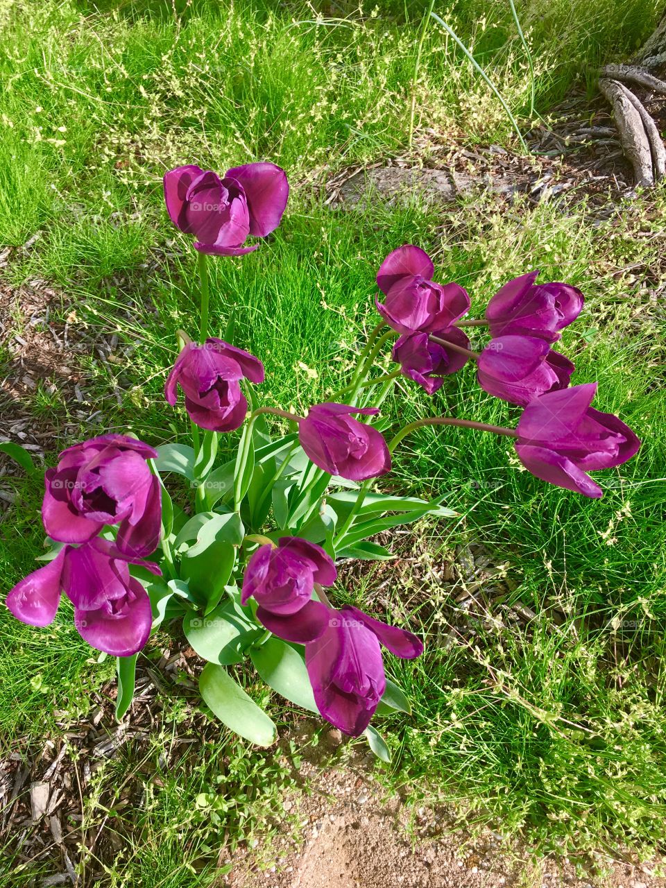 Purple Tulips
