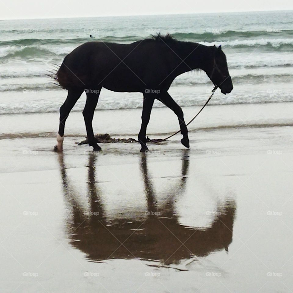 beautiful black horse and its shadow near the beach.