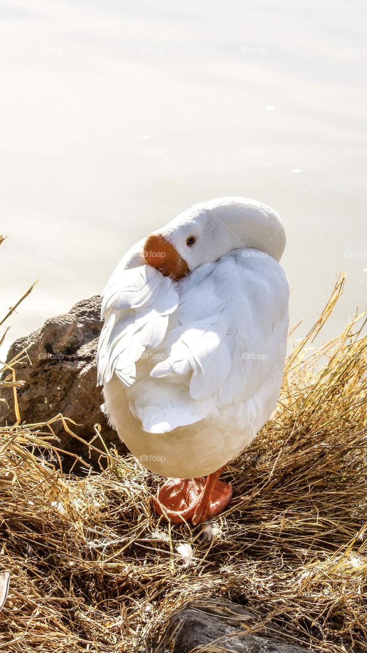 Feeding the birds on a sunny warm morning in Southern Oregon 
