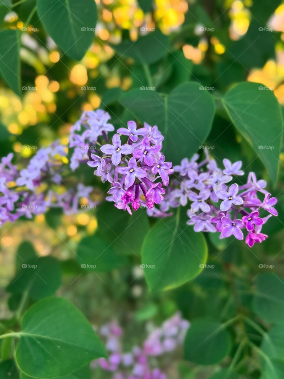 delicate pink flower 🌸