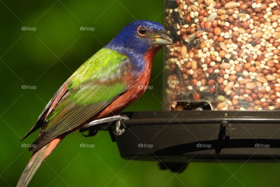 Colorful Painted Bunting on garden bird feeder bright color feathers metallic blue green red looking straight at camera