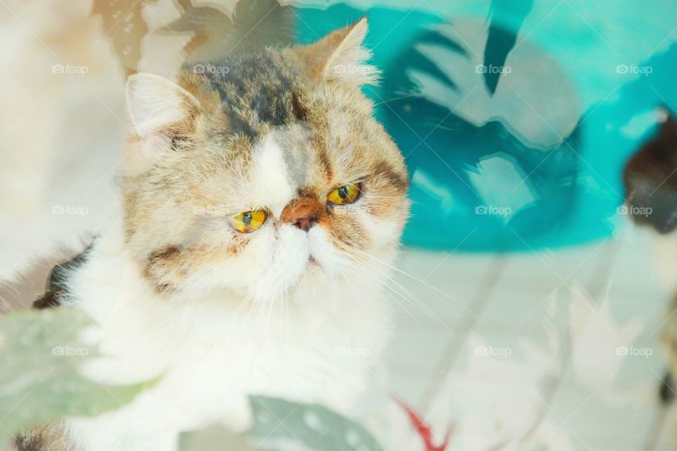 A picture of a cute cat sitting by the window  Looking at something outside.