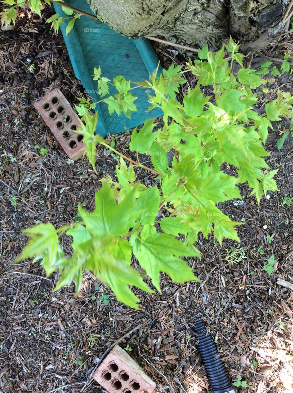 Leaf, No Person, Garden, Flora, Food