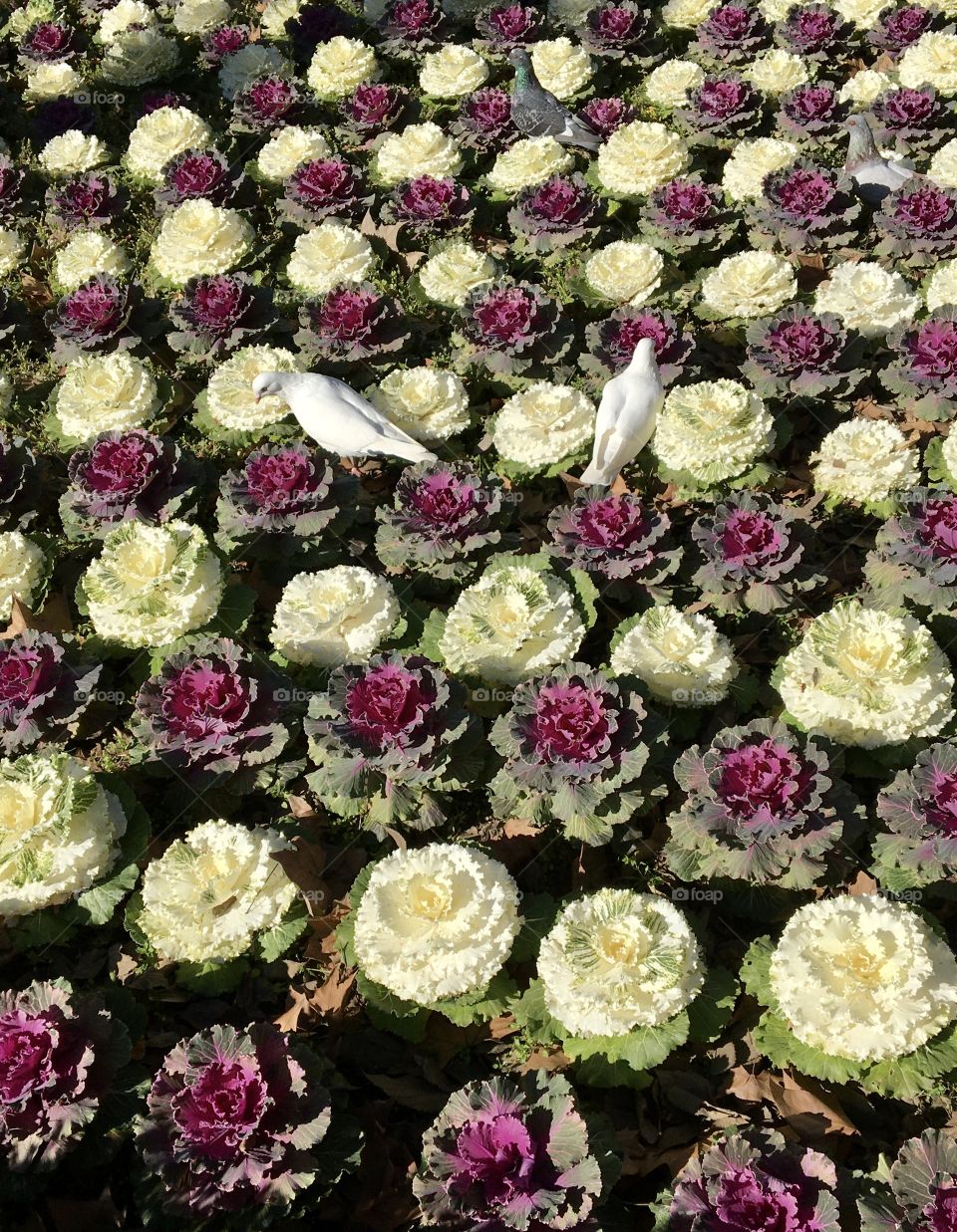 Birds in natural mosaic 