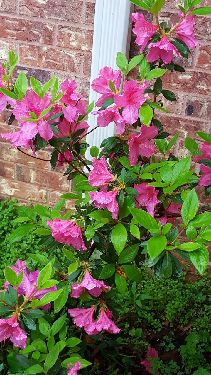 Beautiful blossoming Azalea Flowers covered in rain droplets.