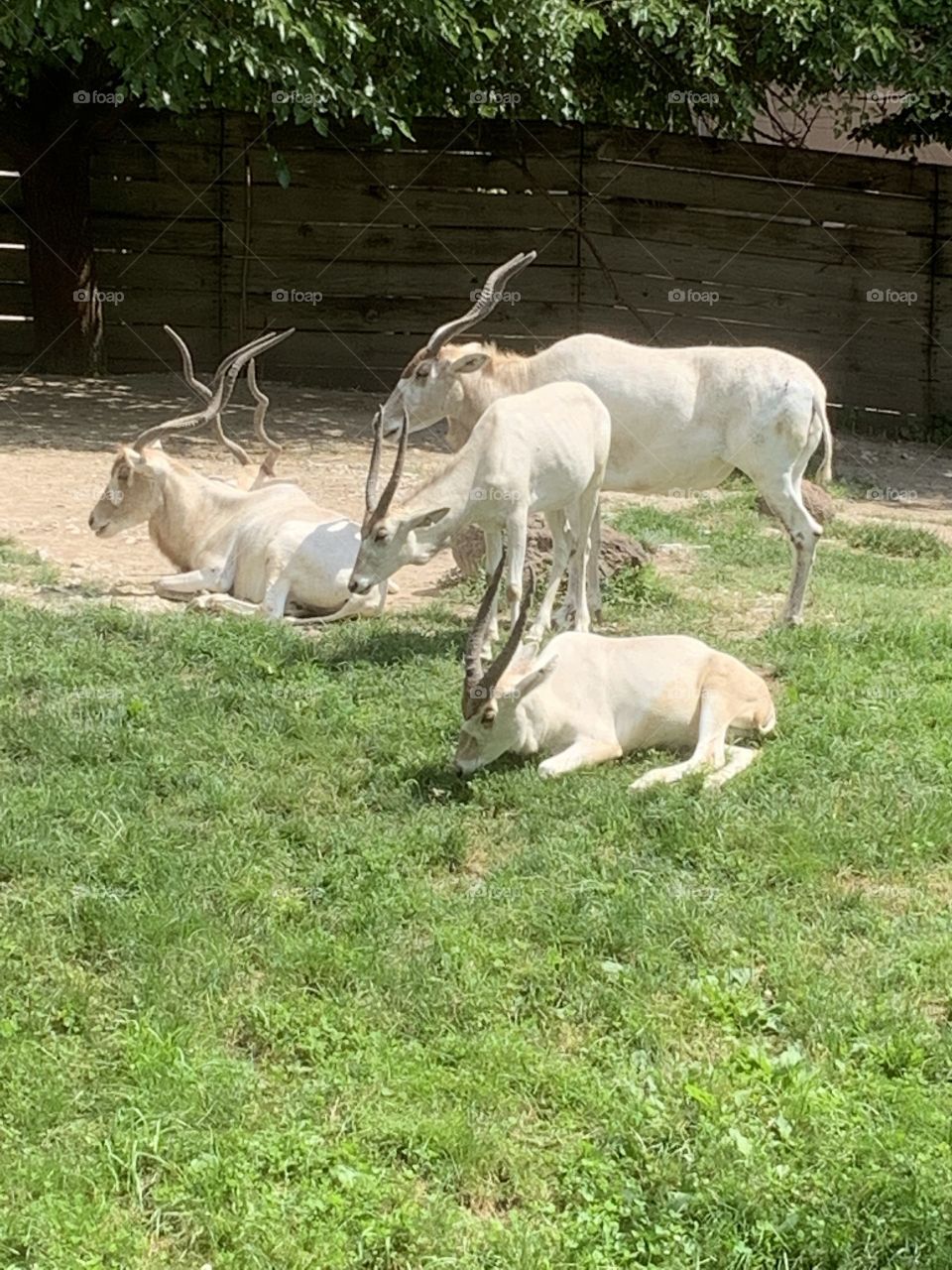 Addax 