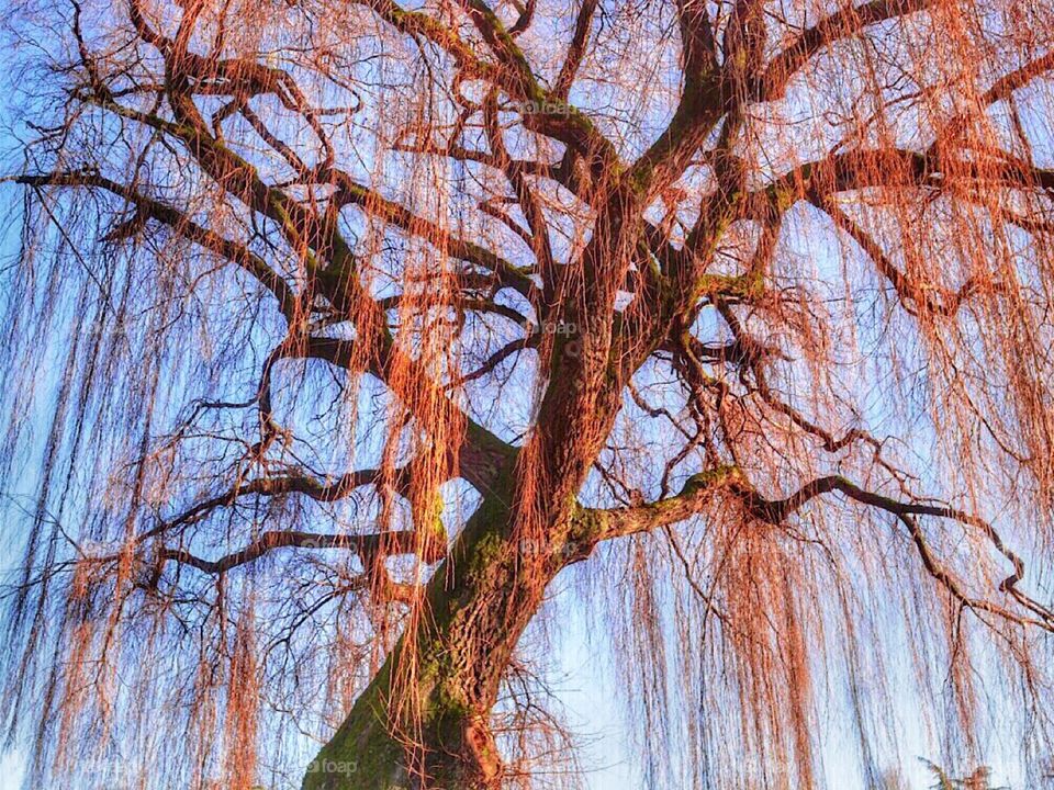 Red Weeping Willow tree against a bright blue sky
