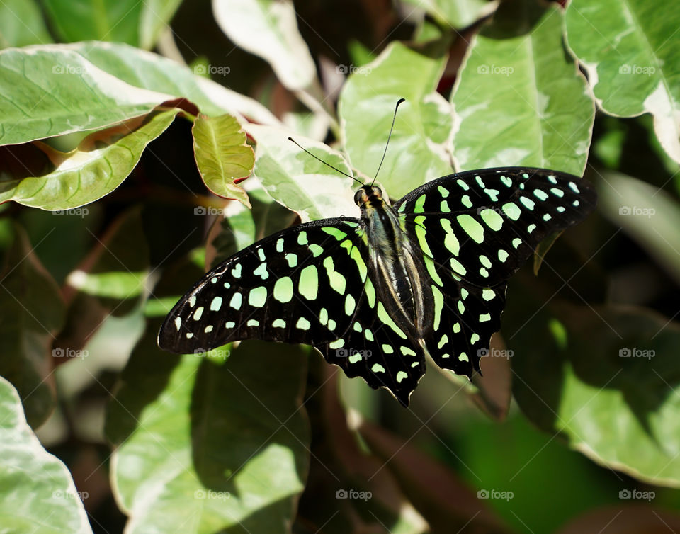 Tailed Jay Butterfly