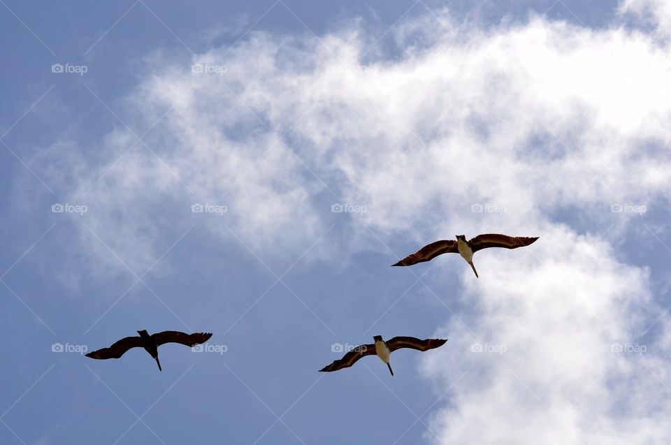 Flying seagulls