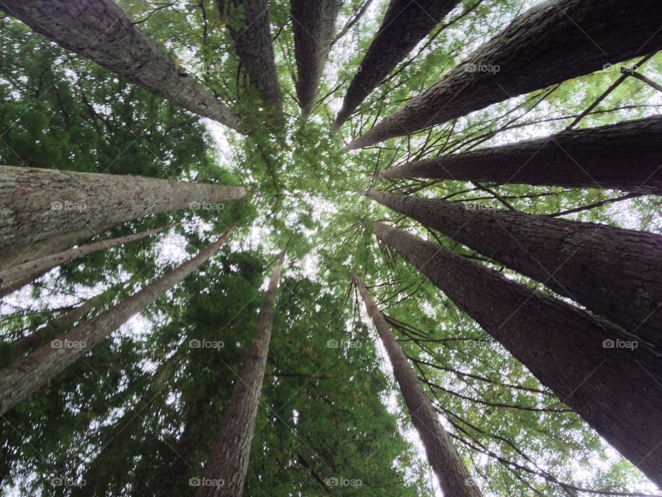 Redwood Forest. Taken on our vacation last year. 