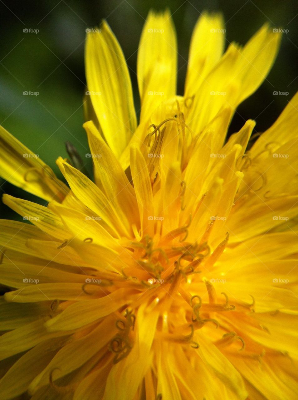 Close-up of yellow flower