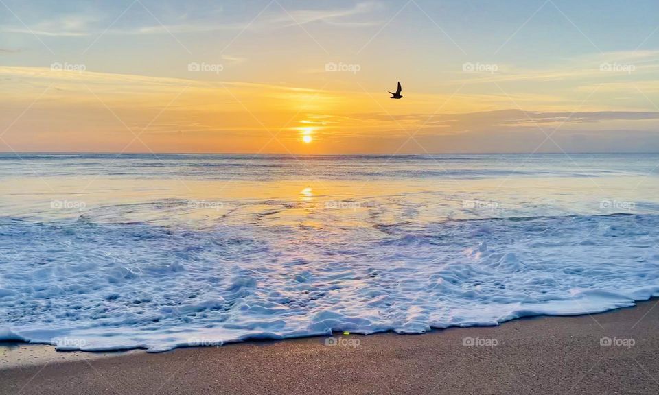 Sunrise on the Atlantic Ocean coast with an early bird flying by